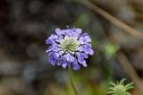 Scabiosa lachnophylla. Соцветие. Приморье, окр. г. Находка, гора Памятник, скальный массив Замок, опушка дубового леса. 29.07.2021.