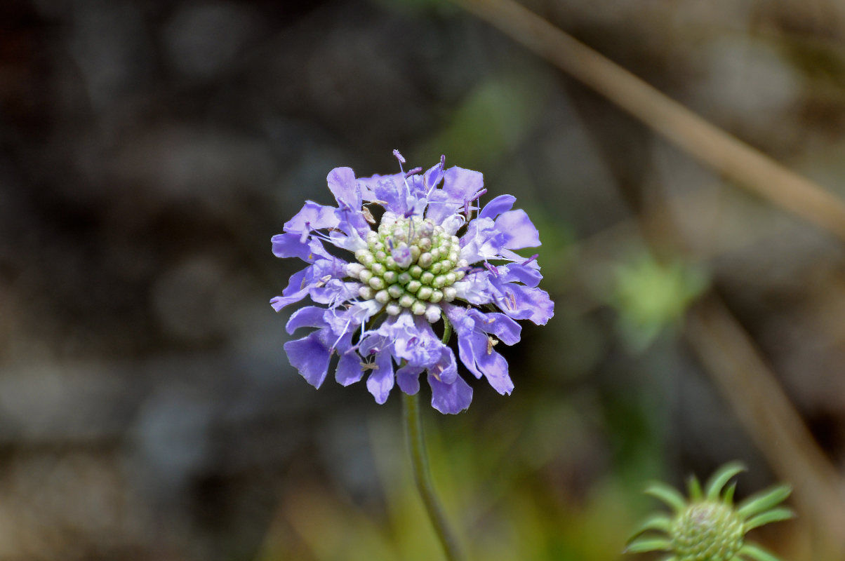 Изображение особи Scabiosa lachnophylla.