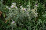 Cirsium obvallatum. Верхушки цветущих растений. Дагестан, Гунибский р-н, с. Гамсутль, ≈ 1400 м н.у.м., луговой склон. 29.07.2022.