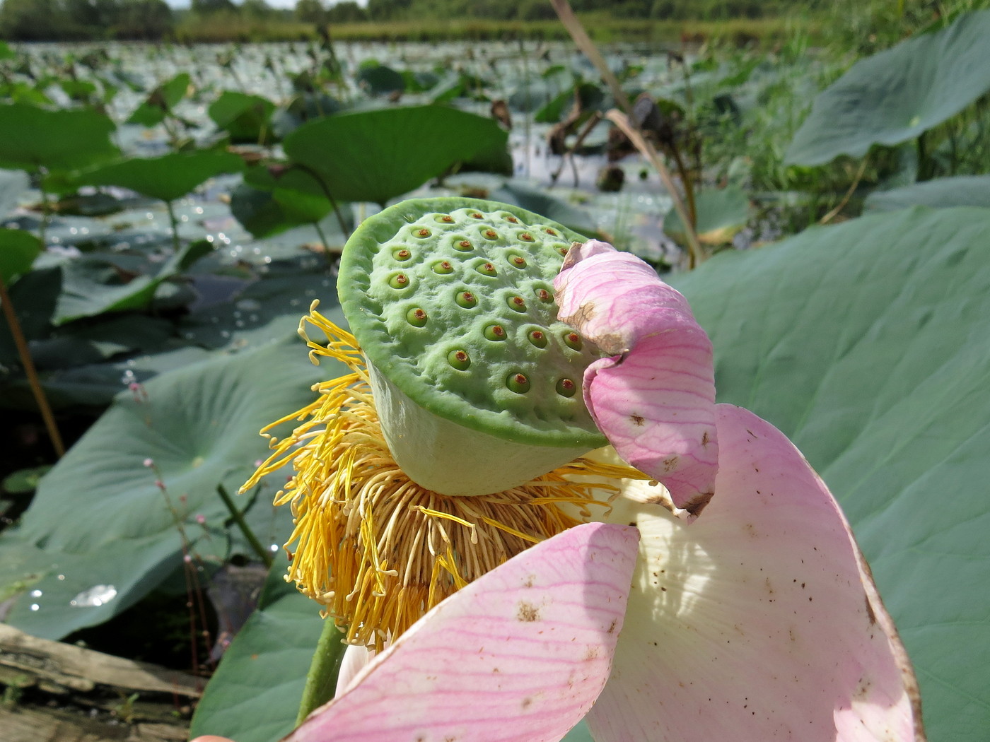 Изображение особи Nelumbo komarovii.