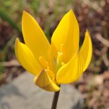 Tulipa neustruevae