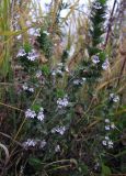 Euphrasia brevipila