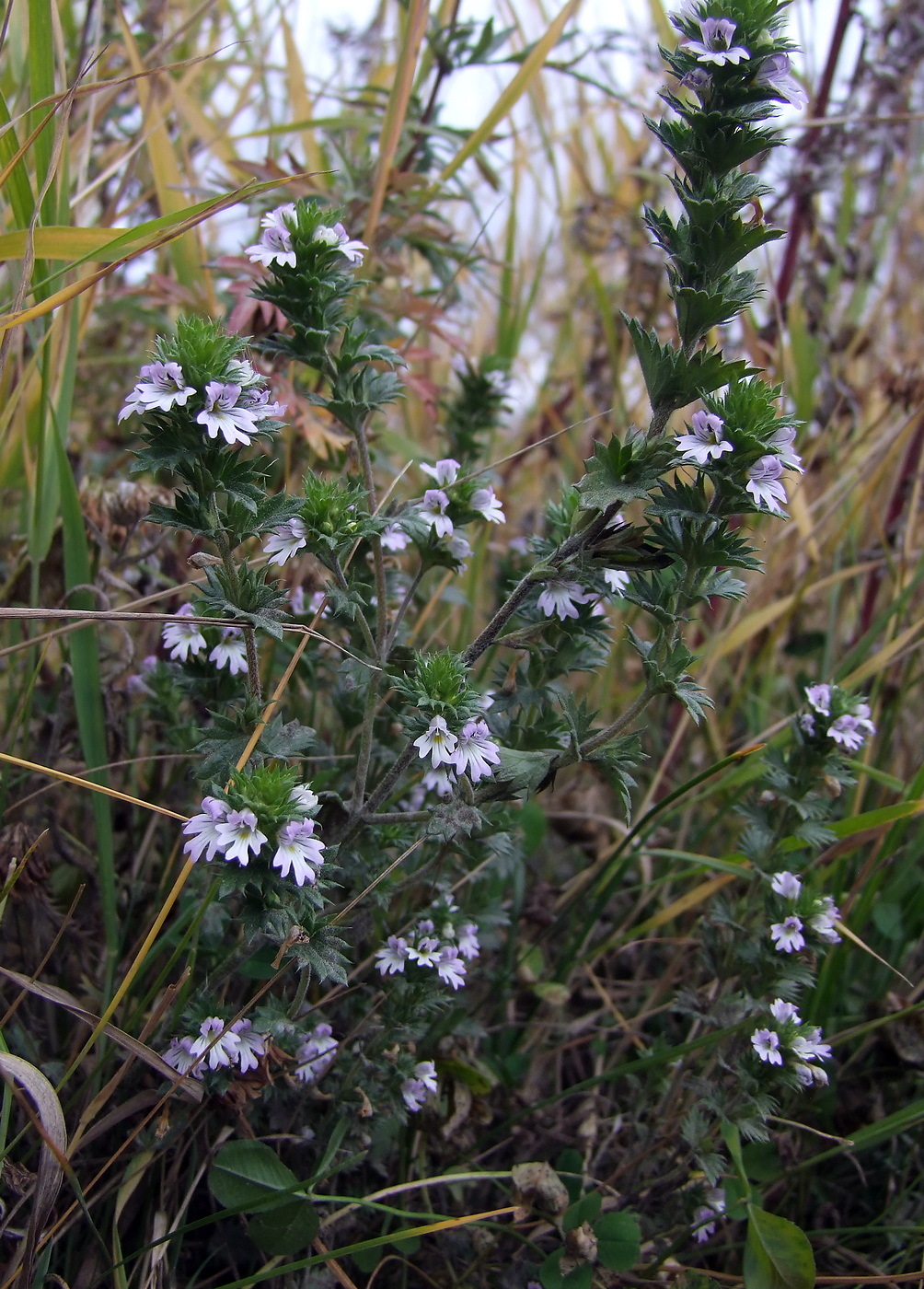 Изображение особи Euphrasia brevipila.