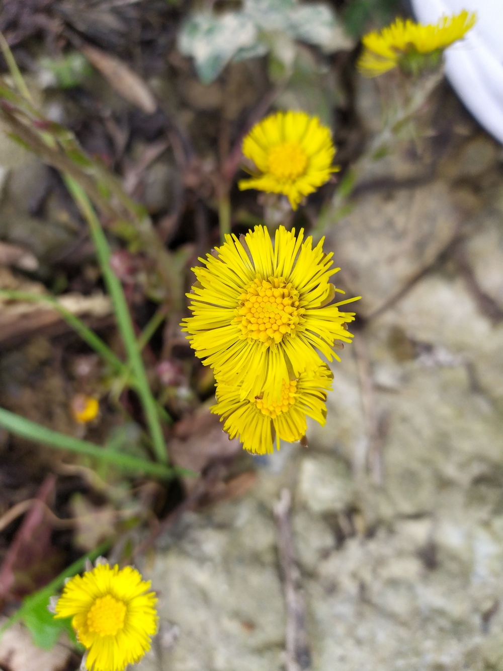 Image of Tussilago farfara specimen.