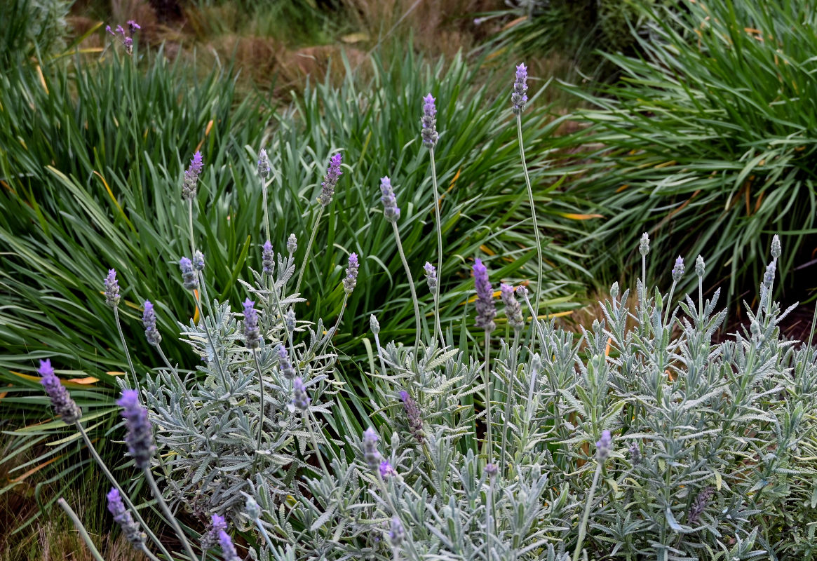 Image of Lavandula dentata specimen.