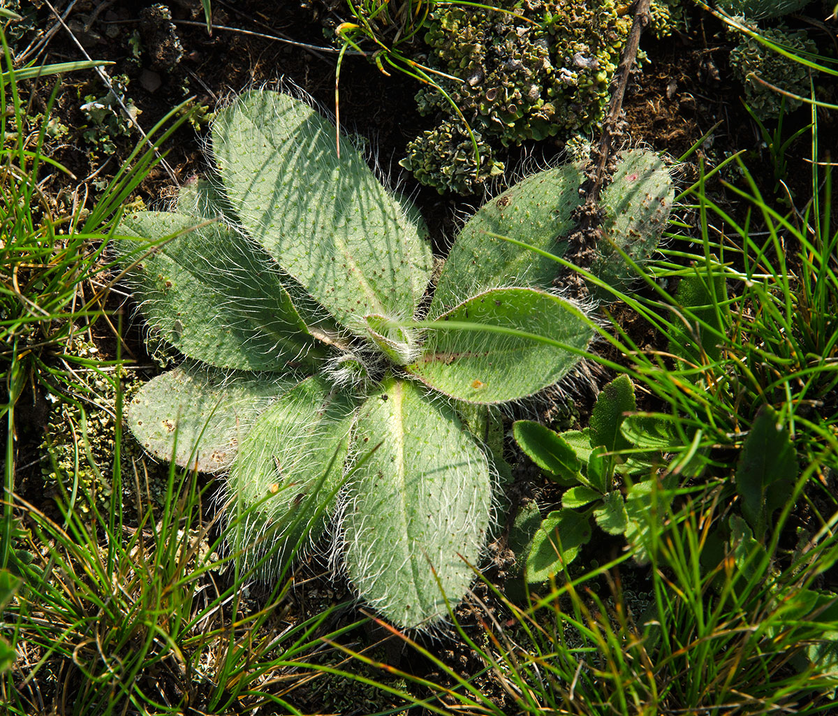 Изображение особи Pilosella officinarum.