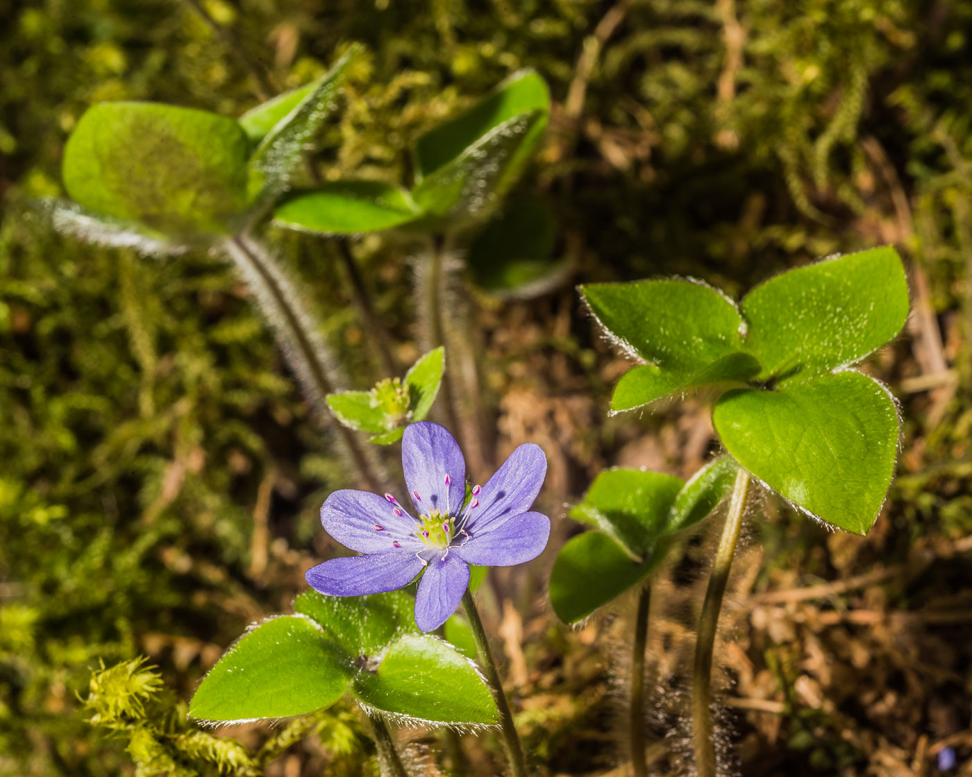 Image of Hepatica nobilis specimen.