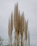 Image of taxon representative. Author is Игорь Павлов