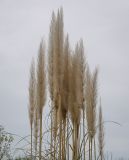 Cortaderia selloana