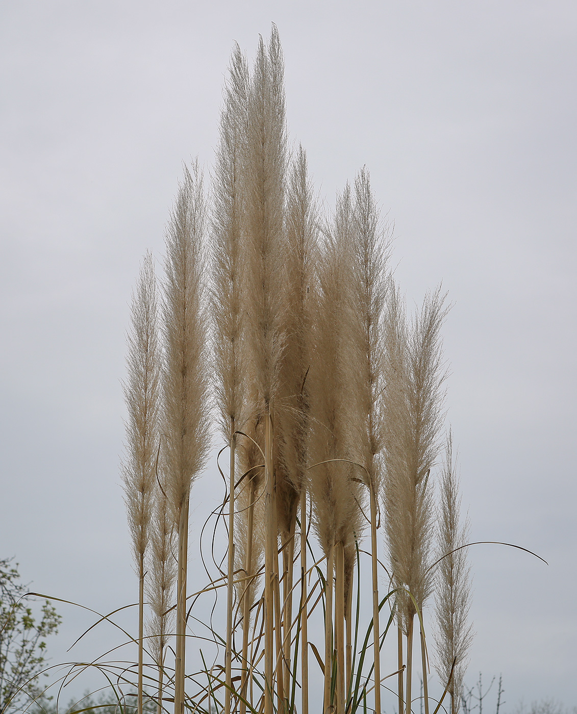Image of Cortaderia selloana specimen.