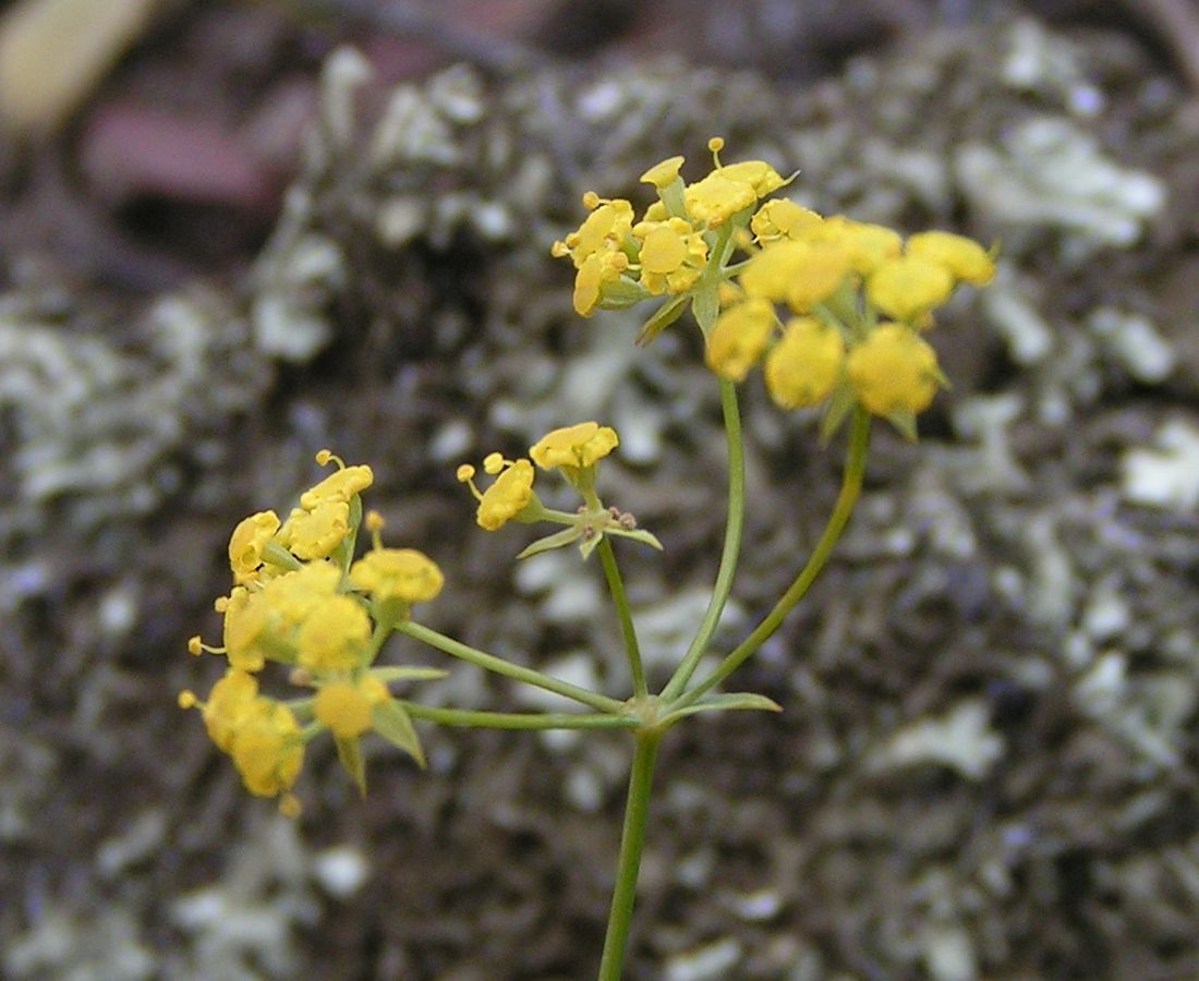 Image of Bupleurum bicaule specimen.