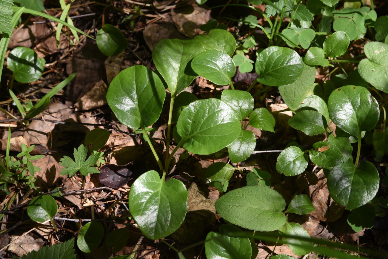 Изображение особи род Pyrola.