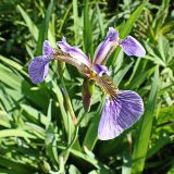 Iris setosa