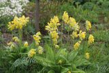 Primula veris