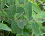 Salix aurita