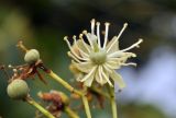genus Tilia