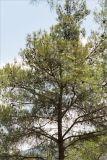 Pinus brutia. Верхняя часть взрослого растения с шишками. Турция, пров. Анталья, р-н Кумлуджа, вдхр. Алакыр, высокий каменистый берег, сосновый лес (с Pinus brutia). 31.05.2024.
