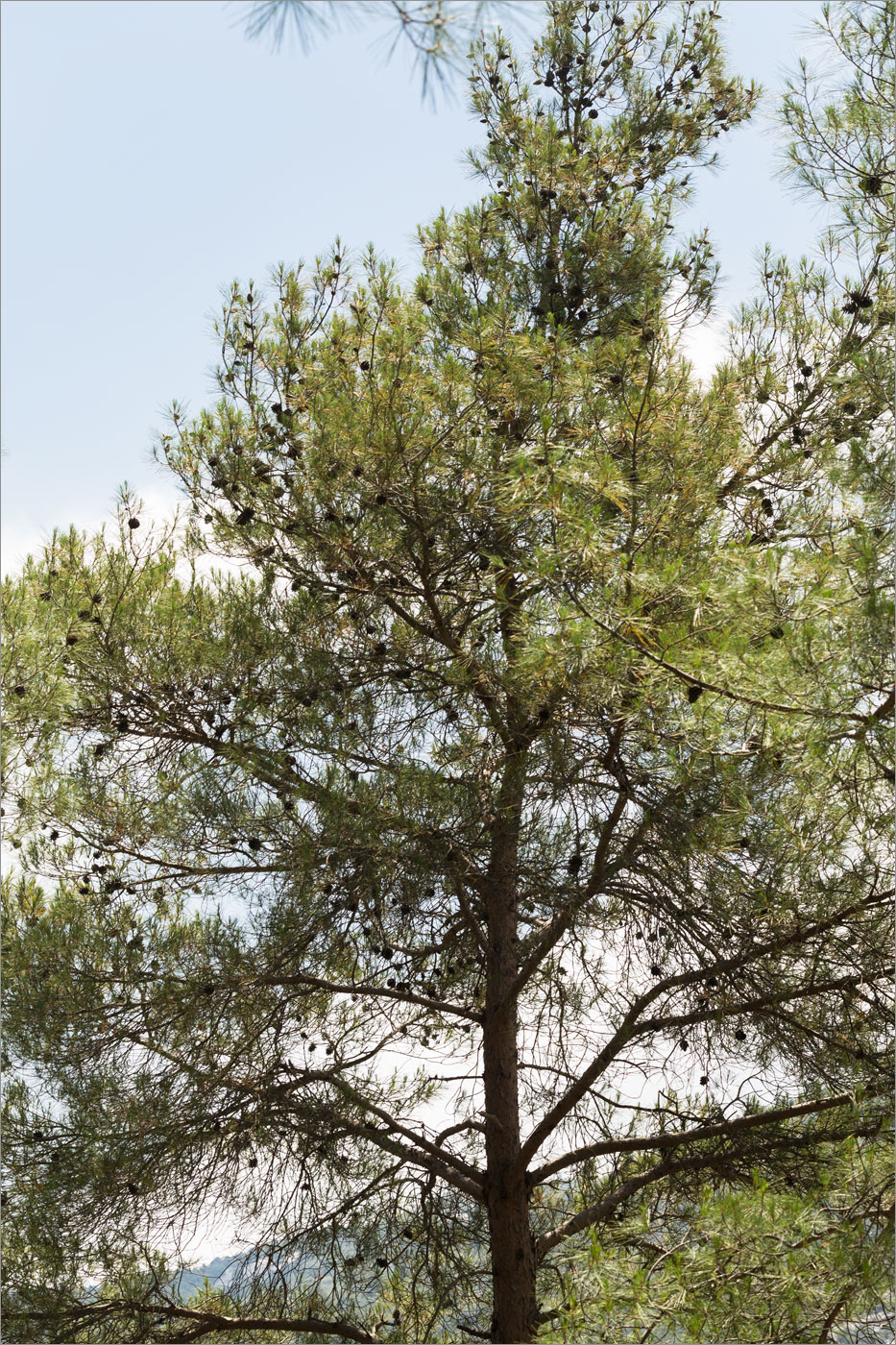 Image of Pinus brutia specimen.