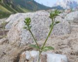 Cerastium glomeratum