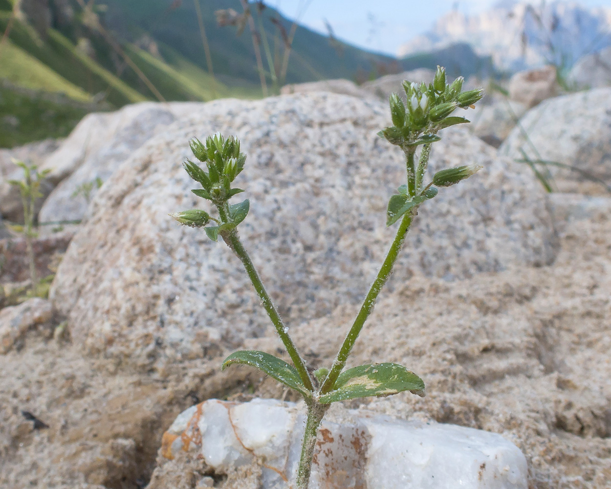 Изображение особи Cerastium glomeratum.