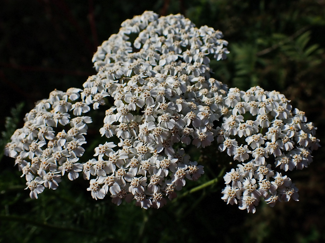 Image of genus Achillea specimen.