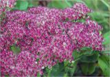 Hylotelephium spectabile