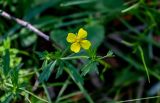 Potentilla erecta