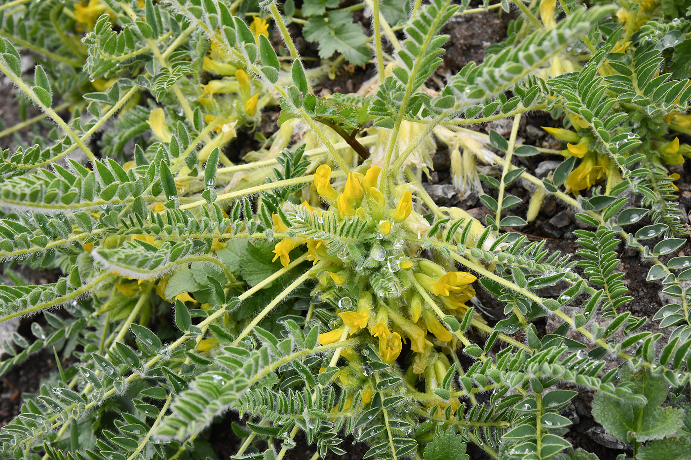Изображение особи Astragalus lithophilus.