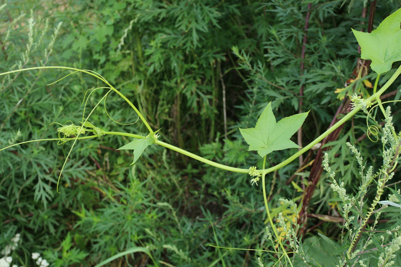 Image of Echinocystis lobata specimen.