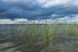 Eleocharis palustris