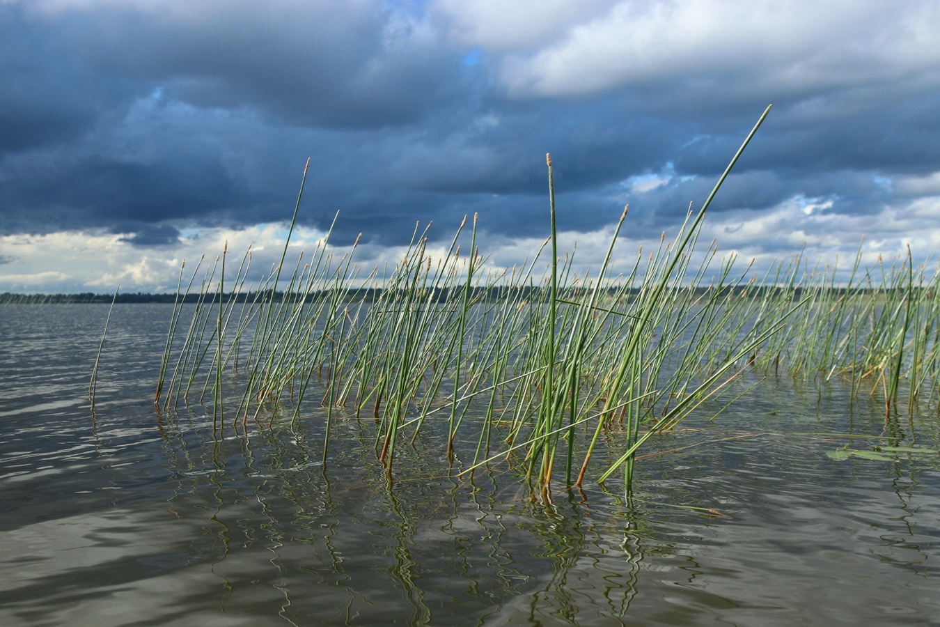Image of Eleocharis palustris specimen.