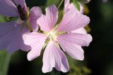 Malva thuringiaca