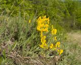 Genista humifusa. Цветущее растение. Краснодарский край, Крымский р-н, окр. станицы Неберджаевская, дол. р. Липки, пушистодубово-грабинниковый лес, задернованное скальное обнажение на месте старого заросшего карьера. 12.05.2025.