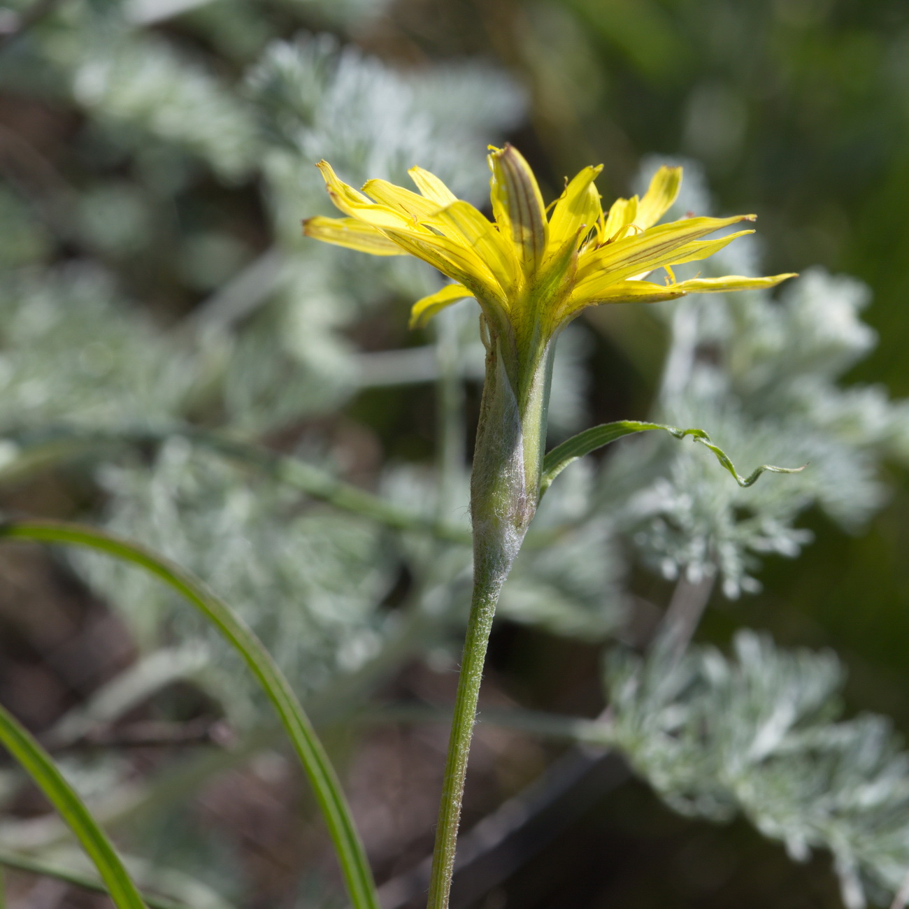Image of genus Scorzonera specimen.