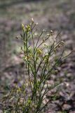 Vaccinium myrtillus. Зацветающее растение. Мурманск, Октябрьский р-н, окр. оз. Среднее, смешанный лес с доминированием Betula. 31.05.2025.