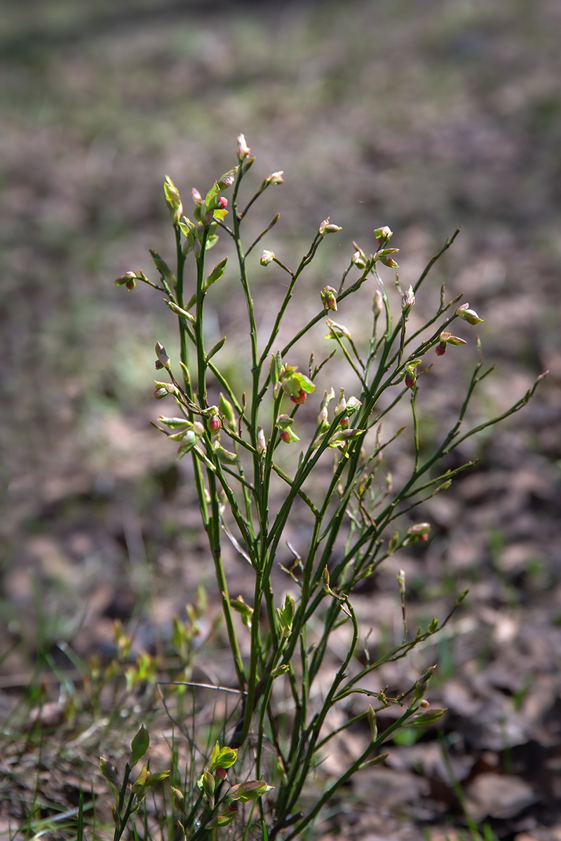 Image of Vaccinium myrtillus specimen.