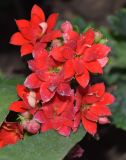 род Kalanchoe