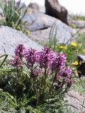 Pedicularis korolkowii