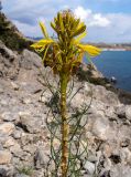 Asphodeline lutea