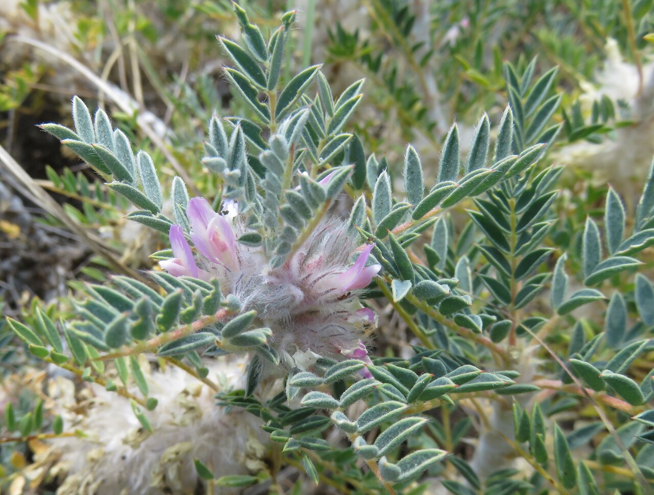Image of Astragalus thracicus specimen.