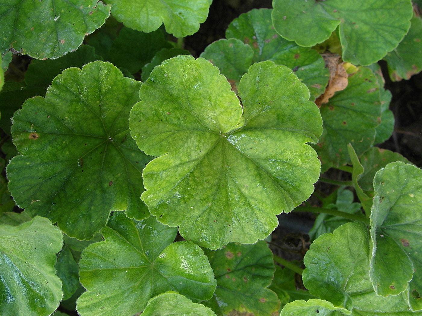 Image of Pelargonium zonale specimen.