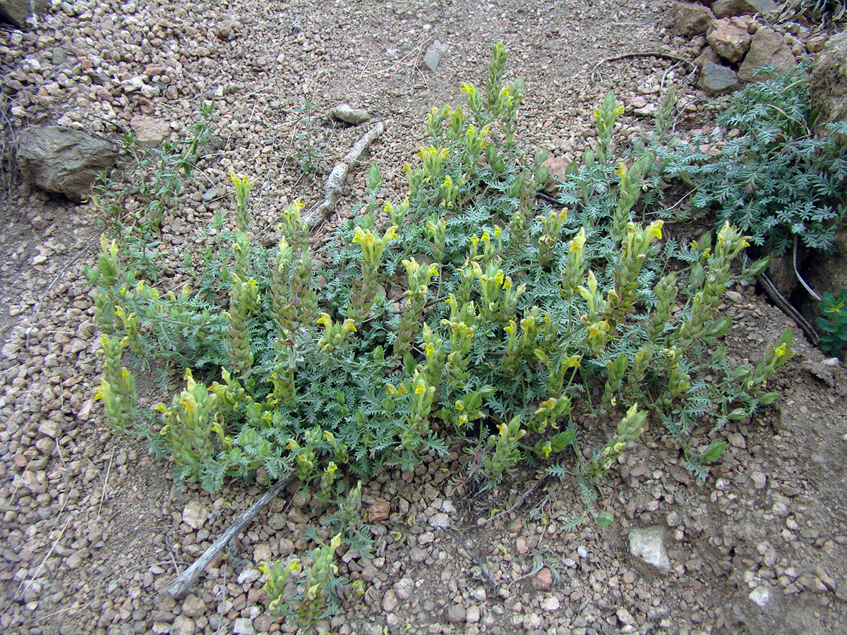Image of Scutellaria botbaevae specimen.