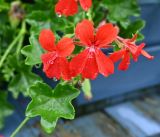Pelargonium peltatum