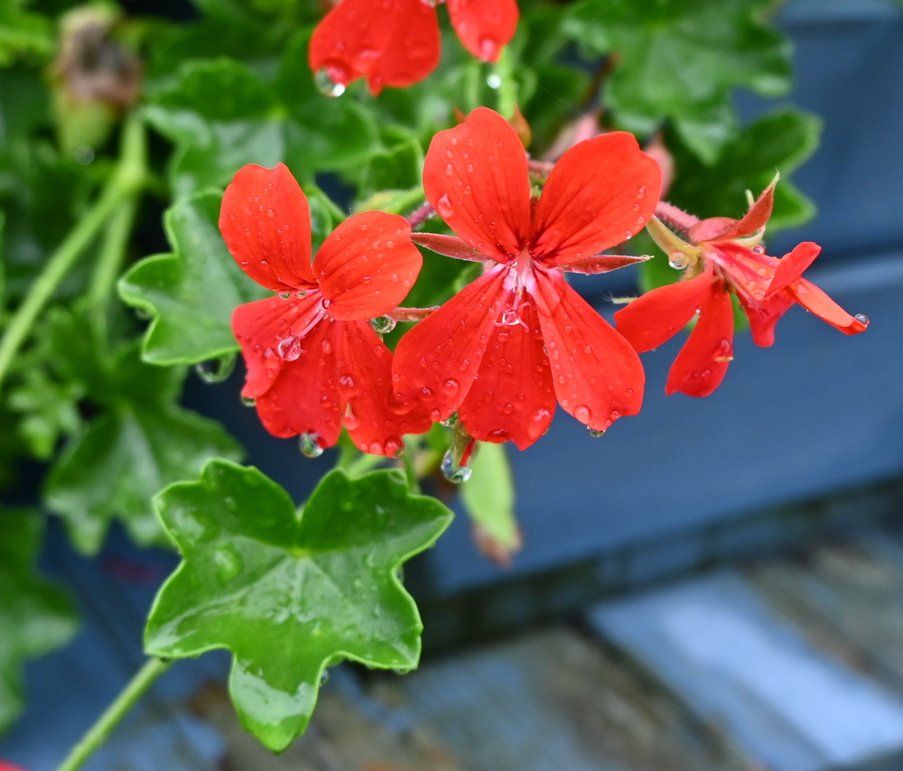 Image of Pelargonium peltatum specimen.