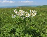 Anemonastrum fasciculatum