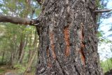 Pinus подвид hamata