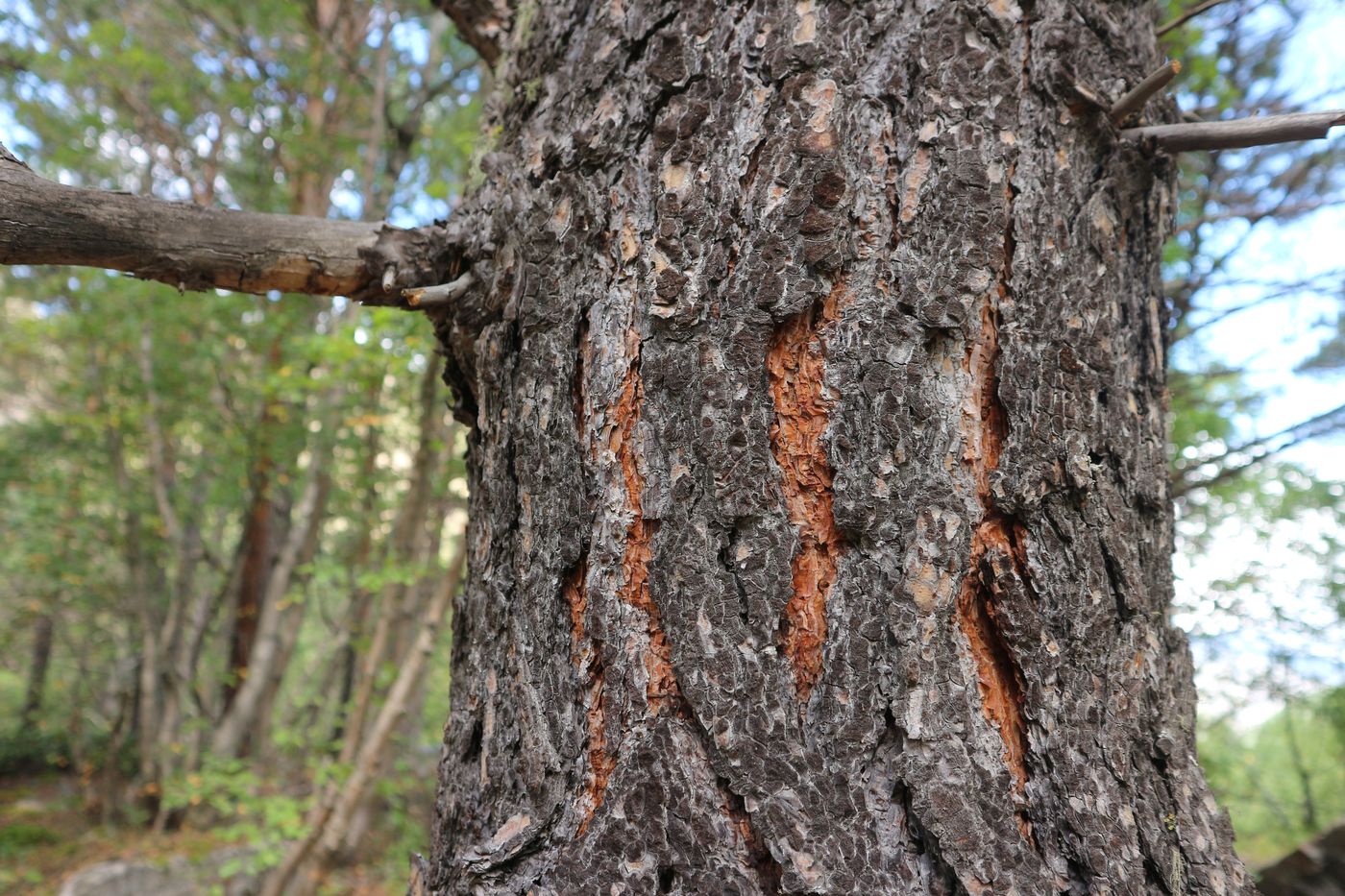 Image of Pinus sylvestris ssp. hamata specimen.