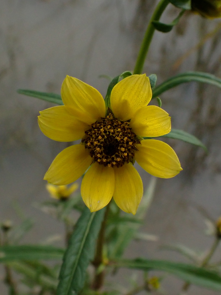 Изображение особи Bidens cernua.