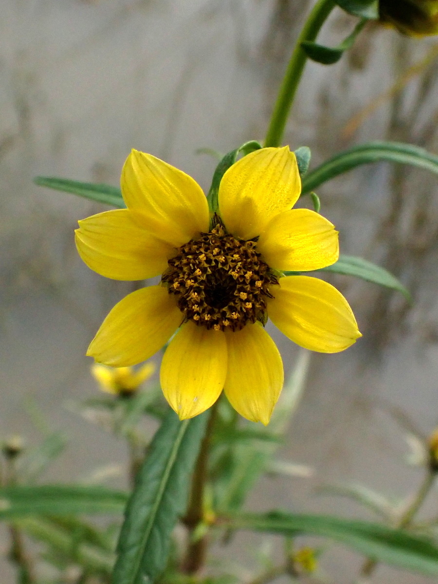 Изображение особи Bidens cernua var. radiata.