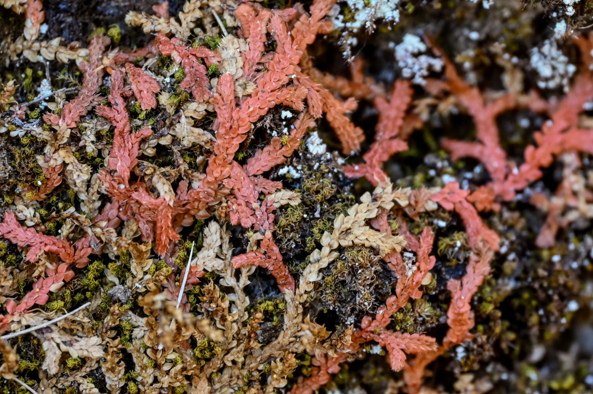Изображение особи Selaginella denticulata.